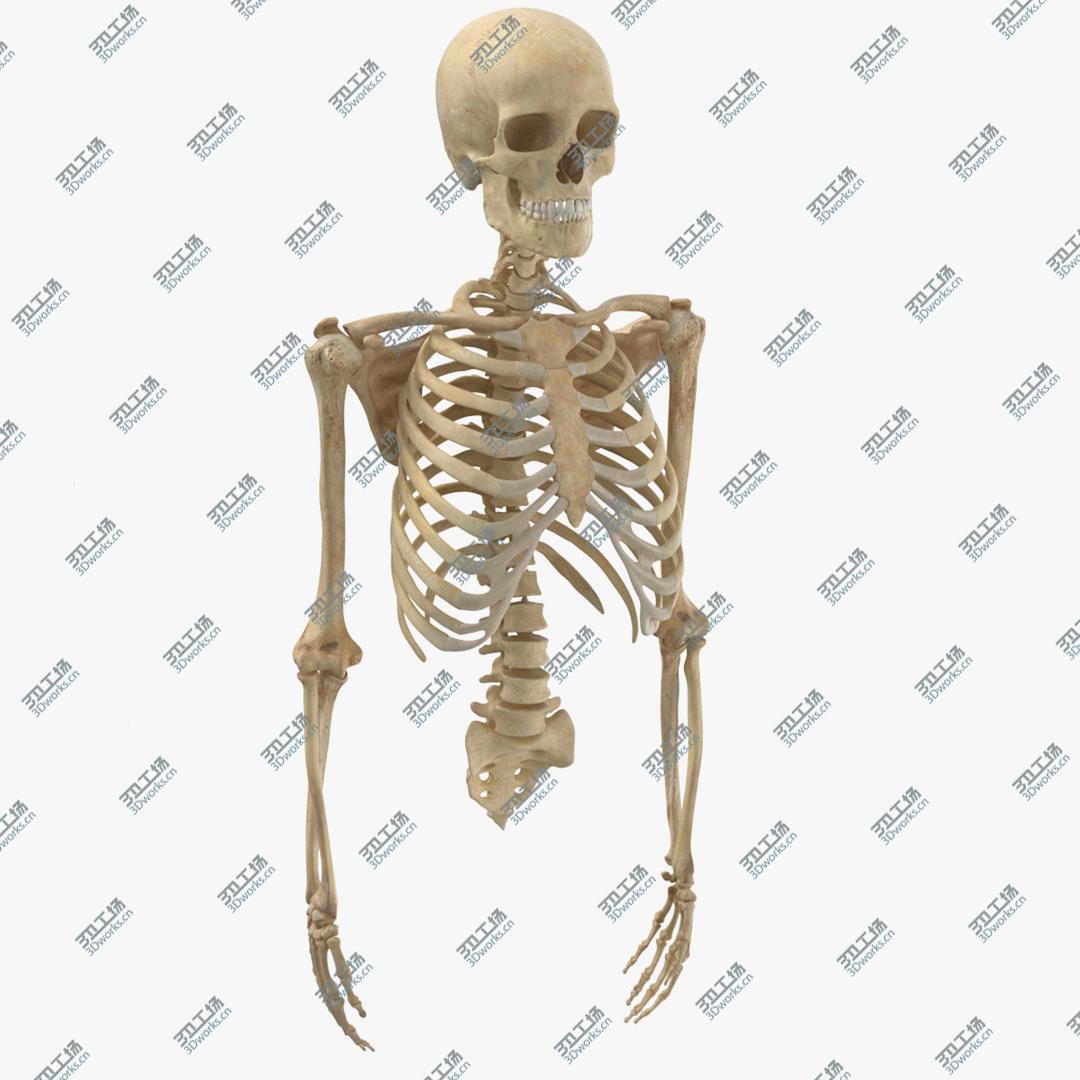 images/goods_img/20210319/Real Human Rib Cage Spine Male Skull Calvicle Scapula and Arms Bones Anatomy 01 3D/1.jpg